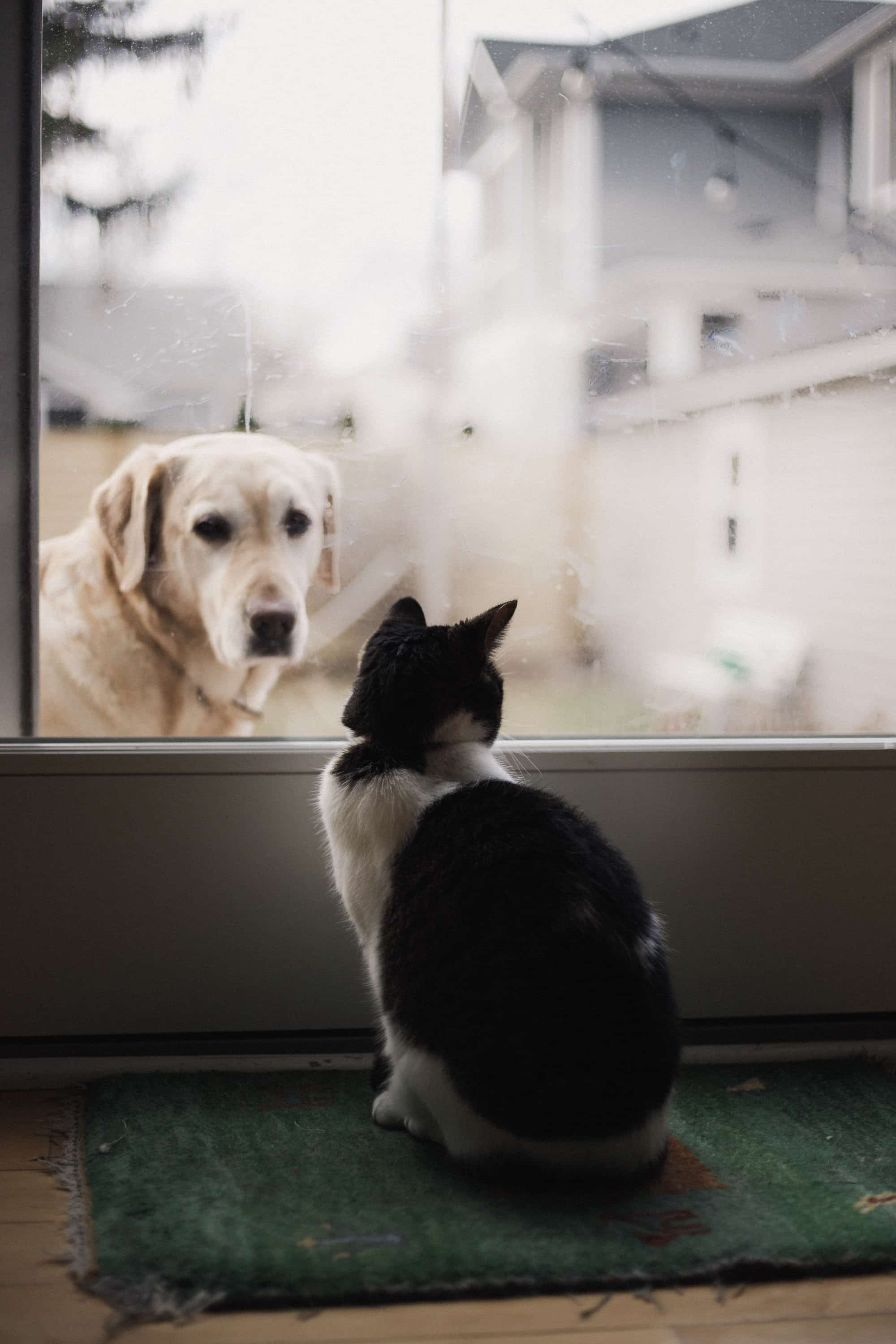 Chat qui regarde un chien derrière une vitre