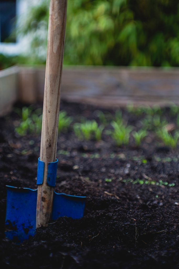 Une pelle bleue dans un potager