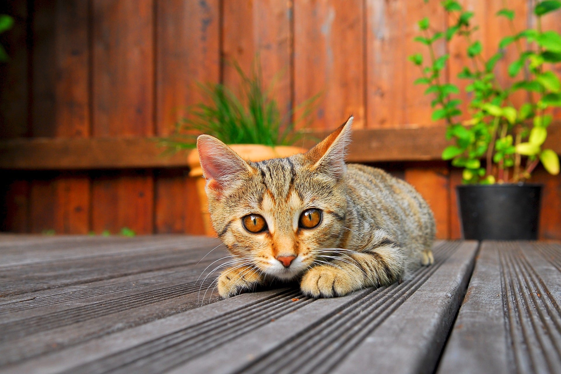 Un petit chat rayé avec des yeux orange couché sur une terrasse en bois