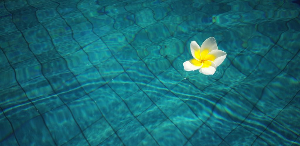 Une fleur dans une piscine