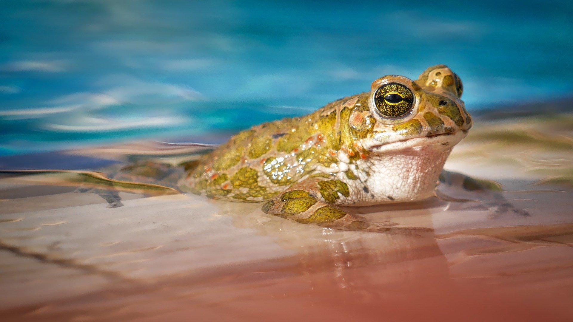 Grenouille verte sur le bord d'une piscine